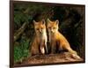 Red Fox near Den Entrance-Adam Jones-Framed Photographic Print