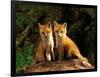 Red Fox near Den Entrance-Adam Jones-Framed Photographic Print