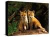 Red Fox near Den Entrance-Adam Jones-Stretched Canvas