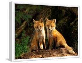 Red Fox near Den Entrance-Adam Jones-Framed Photographic Print