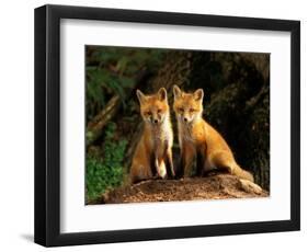 Red Fox near Den Entrance-Adam Jones-Framed Photographic Print