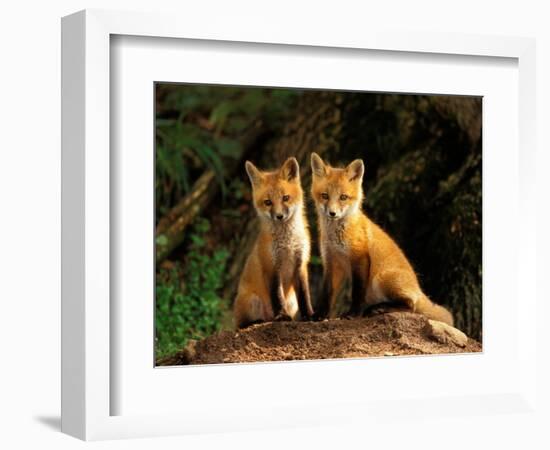 Red Fox near Den Entrance-Adam Jones-Framed Photographic Print