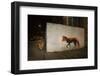 Red Fox next to red fox graffiti art at night, London, UK-Matthew Maran-Framed Photographic Print