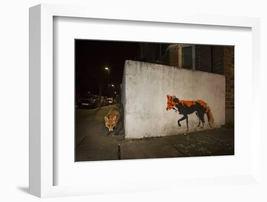 Red Fox next to red fox graffiti art at night, London, UK-Matthew Maran-Framed Photographic Print