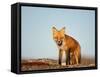 Red Fox, North Slope of Brooks Range, Alaska, USA-Steve Kazlowski-Framed Stretched Canvas