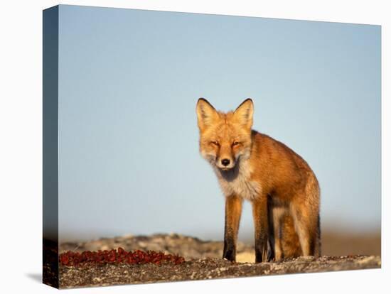 Red Fox, North Slope of Brooks Range, Alaska, USA-Steve Kazlowski-Stretched Canvas