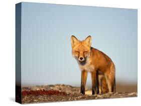 Red Fox, North Slope of Brooks Range, Alaska, USA-Steve Kazlowski-Stretched Canvas