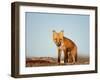 Red Fox, North Slope of Brooks Range, Alaska, USA-Steve Kazlowski-Framed Photographic Print