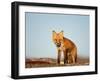 Red Fox, North Slope of Brooks Range, Alaska, USA-Steve Kazlowski-Framed Photographic Print