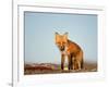 Red Fox, North Slope of Brooks Range, Alaska, USA-Steve Kazlowski-Framed Photographic Print