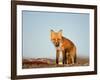 Red Fox, North Slope of Brooks Range, Alaska, USA-Steve Kazlowski-Framed Photographic Print