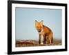 Red Fox, North Slope of Brooks Range, Alaska, USA-Steve Kazlowski-Framed Photographic Print