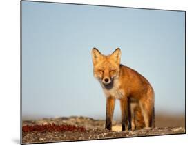 Red Fox, North Slope of Brooks Range, Alaska, USA-Steve Kazlowski-Mounted Photographic Print