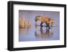 Red Fox on a Frozen Pond-DLILLC-Framed Photographic Print