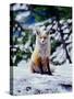 Red Fox on Snow Bank, Mt. Rainier National Park, Washington, USA-Adam Jones-Stretched Canvas