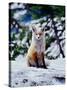 Red Fox on Snow Bank, Mt. Rainier National Park, Washington, USA-Adam Jones-Stretched Canvas