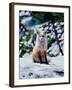 Red Fox on Snow Bank, Mt. Rainier National Park, Washington, USA-Adam Jones-Framed Photographic Print