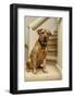 Red fox (or foxred) labrador sitting on the landing of a stairwell. (PR)-Janet Horton-Framed Photographic Print