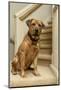 Red fox (or foxred) labrador sitting on the landing of a stairwell. (PR)-Janet Horton-Mounted Photographic Print