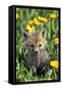 Red Fox Pup in Yellow Dandelions-null-Framed Stretched Canvas