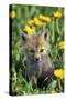 Red Fox Pup in Yellow Dandelions-null-Stretched Canvas