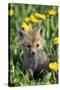 Red Fox Pup in Yellow Dandelions-null-Stretched Canvas