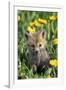 Red Fox Pup in Yellow Dandelions-null-Framed Photographic Print