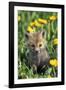 Red Fox Pup in Yellow Dandelions-null-Framed Photographic Print