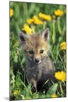 Red Fox Pup in Yellow Dandelions-null-Mounted Photographic Print