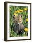 Red Fox Pup in Yellow Dandelions-null-Framed Photographic Print