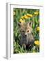 Red Fox Pup in Yellow Dandelions-null-Framed Photographic Print