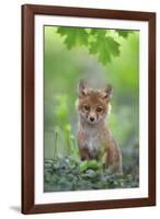 Red Fox Pup-Nick Kalathas-Framed Giclee Print