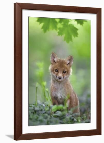 Red Fox Pup-Nick Kalathas-Framed Giclee Print