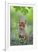 Red Fox Pup-Nick Kalathas-Framed Giclee Print