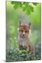 Red Fox Pup-Nick Kalathas-Mounted Giclee Print
