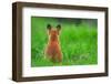 Red fox rear view sitting on grass close to its den, UK-Andrew Parkinson-Framed Photographic Print