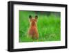 Red fox rear view sitting on grass close to its den, UK-Andrew Parkinson-Framed Photographic Print