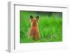 Red fox rear view sitting on grass close to its den, UK-Andrew Parkinson-Framed Photographic Print