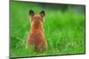 Red fox rear view sitting on grass close to its den, UK-Andrew Parkinson-Mounted Photographic Print