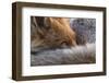 Red fox resting curled up close up, North London, England, UK-Matthew Maran-Framed Photographic Print