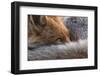 Red fox resting curled up close up, North London, England, UK-Matthew Maran-Framed Photographic Print