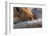 Red fox resting curled up close up, North London, England, UK-Matthew Maran-Framed Photographic Print