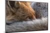 Red fox resting curled up close up, North London, England, UK-Matthew Maran-Mounted Photographic Print