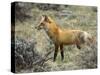 Red Fox, Rocky Mountain National Park, Colorado, USA-James Hager-Stretched Canvas