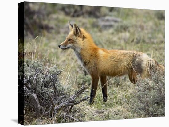 Red Fox, Rocky Mountain National Park, Colorado, USA-James Hager-Stretched Canvas