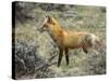 Red Fox, Rocky Mountain National Park, Colorado, USA-James Hager-Stretched Canvas