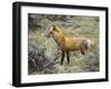 Red Fox, Rocky Mountain National Park, Colorado, USA-James Hager-Framed Photographic Print