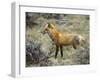 Red Fox, Rocky Mountain National Park, Colorado, USA-James Hager-Framed Photographic Print