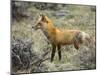 Red Fox, Rocky Mountain National Park, Colorado, USA-James Hager-Mounted Photographic Print