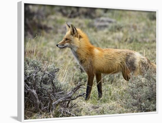 Red Fox, Rocky Mountain National Park, Colorado, USA-James Hager-Framed Photographic Print